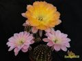  ECHINOPSIS hybr. Sansibar' 