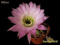 ECHINOPSIS hybr. Illias