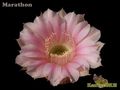 ECHINOPSIS hybr. Marathon