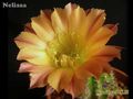 ECHINOPSIS hybr. Nelissa