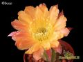 ECHINOPSIS hybr. Oker