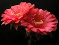  ECHINOPSIS hybr. 'Red Paramount'