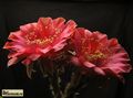  ECHINOPSIS hybr. 'Red Paramount'