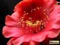  ECHINOPSIS hybr. 'Red Paramount'