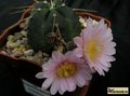  ECHINOCEREUS knippelianus 