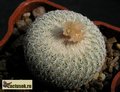 EPITHELANTHA bokei v.rufispina