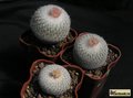 EPITHELANTHA groups