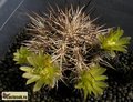  ECHINOCEREUS viridiflorus v. davisii SB 426