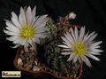  ECHINOCEREUS pulchellus ssp. sharpii form, MK 38 . 273