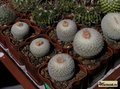 EPITHELANTHA groups