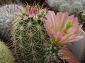 ECHINOCEREUS coccineus  JRT593