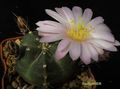  ECHINOCEREUS knippelianus 