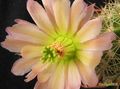 ECHINOCEREUS coccineus  JRT593