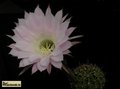  ECHINOPSIS hybr. Roza 