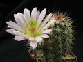 ECHINOCEREUS coccineus  JRT593