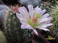 ECHINOCEREUS coccineus  JRT593