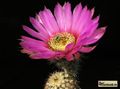  ECHINOCEREUS melanocentrus