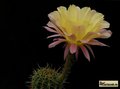  ECHINOPSIS hybr. Serj