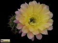  ECHINOPSIS hybr. Serj