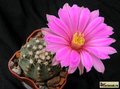  ECHINOCEREUS pulchellus ssp. venustus