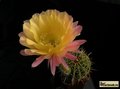  ECHINOPSIS hybr. Serj