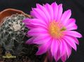  ECHINOCEREUS pulchellus v.amoenus