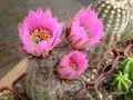  ECHINOCEREUS melanocentrus