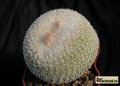 EPITHELANTHA bokei f.cristata