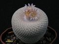 EPITHELANTHA bokei RS 522