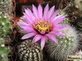  ECHINOCEREUS reichenbachii  HK 1228