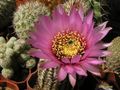  ECHINOCEREUS reichenbachii  HK 1228