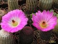  ECHINOCEREUS rigidissimus v.rubrispinus L088