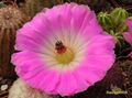  ECHINOCEREUS rigidissimus v.rubrispinus L088