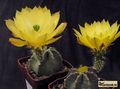  ECHINOCEREUS subinermis