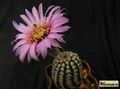  ECHINOCEREUS reichenbachii  HK 1228