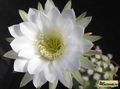  ECHINOPSIS riviere-de-caraltii