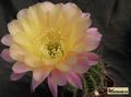  ECHINOPSIS hybr. Serj