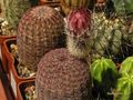  ECHINOCEREUS rigidissimus v.rubrispinus L088