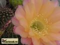  ECHINOPSIS hybr. Serj