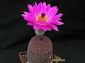  ECHINOCEREUS rigidissimus v.rubrispinus L088