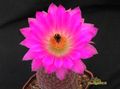  ECHINOCEREUS rigidissimus v.rubrispinus L088