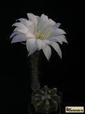  ECHINOPSIS ECHINOPSIS subdenudata'