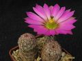  ECHINOCEREUS pseudopectinatus L607