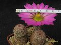  ECHINOCEREUS pseudopectinatus L607