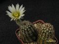 ECHINOCEREUS fitchii v.albiflorus