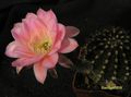  ECHINOPSIS hybr. Sansibar' 