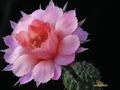  ECHINOPSIS SIERRA SKYLINE