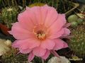  ECHINOPSIS SIERRA SKYLINE