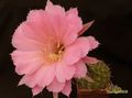  ECHINOPSIS SIERRA SKYLINE