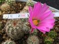  ECHINOCEREUS metorni